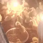 صوص بط بكيني