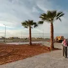 نخل واشنطني امريكي