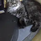 قطط للتبني