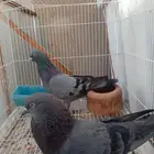 حمام باكستاني كالا كمنقر