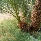 نخل فسائل نخيل متوفر برحي سكري صقعي حلوه مجدول