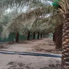 تكريب وتنضيف النخيل تشويك تلقيح