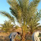 نخل مثمر اخلاص صقعي مجدول سكري برحي نبوت سلج