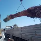 نخل عربي ونخل واشنطني واشجار ليمون واشجار زيتون