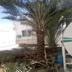 عمال النخل تكريب اوتنضيف وغرس النخل ونقل