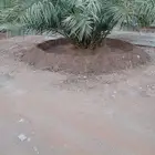 يوجد لدينا عمال تحويض تكريب تنضيف تقميع وفرز