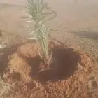 نعمل في مجال النخيل تكريب وتحويض وقلع وغرس فسايل