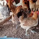 دجاج بلدي وفيومي