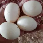 بيض بط بكيني مخصب