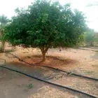يوجد لدينا جميع انواع انخل وجميع انواع الحمضيات والبرتقال وا