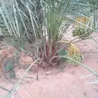 نخل للبيع جميع النواع انخل العربي والمقاسات النواع سكري إخلا