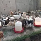 دجاج بلدي