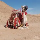 اجار جمال خيول رحول زلول راكبي بوني صقور