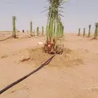 فروخ ونقايل