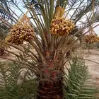 نخل اخلاص سكري برحي صقعي مجدول بيع نخيل مثمر