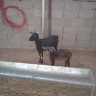 ماعز جنوبي متابيع