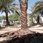 تكريب النخل