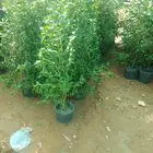 مشتل شتلات توريد وزراعه
