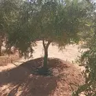 اشجار زيتون للبيع