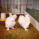 دجاج قطني أمريكي إنتاج خوارج