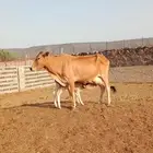 بقرة بلدي منيحه