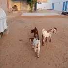 دواغير تيس وجفرتين