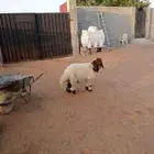 خروف نعيمي جذع 7 شهور