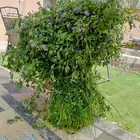 برسيم صافي أخضر ( ربطات )