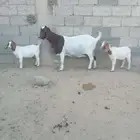 عنز بورقوت دم كامل نقي متوم يتبعها تيس وجفرة ( تم البيع )