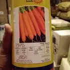 للبيع بذور جزر