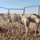 قعدان للبيع