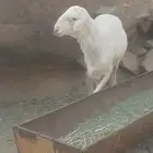 مشروع فحل كفو للبيع
