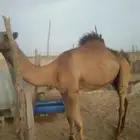 عمر القعود سنتين ونصف