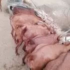 معزى بلدي