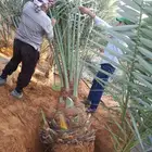 نخل للبيع اخلاص شيشي منيفي سكري نخيل صفاوي فروخ نقايل