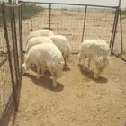 رخال حريه حرش فوااخر ولد و مضاريع