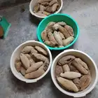 عسل بري حر جديد 25 كيلو الكيلو ب100