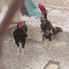 2 ديك باكستاني 1 تركي