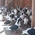 حمام بربريسي