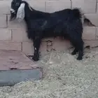 تيس جذع ذبيحه او فحل