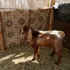 تيوس للبيع