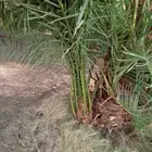 اصناء للبيع