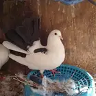 جوز رقاصي