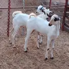 تيسين بيشيه اعمارها 5 شهور وحاجه