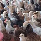 صوص بلدي