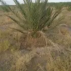 نقايل مجدول مثمره