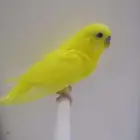 زكر بادجي..