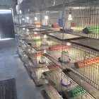 مشروع صوص دواجن