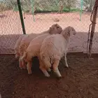 طليان ورخال للبيع