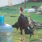 ديك وخمس دجاج